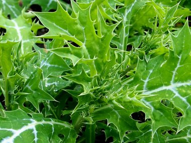 Argemone mexicana veya Meksika dikenli haşhaş bitkisi görüntüsü.