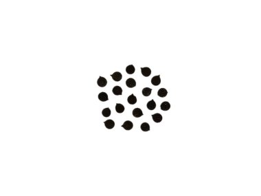 Argemone mexicana ya da Meksika dikenli haşhaş tohumları beyaz arka planda izole edilmiş