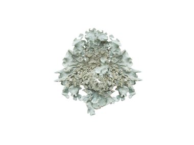 Parmotrema perlatum veya toz fırfırlı liken beyaz bir arkaplanda izole edilmiş