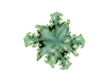 Parmotrema perlatum veya toz fırfırlı liken beyaz bir arkaplanda izole edilmiş