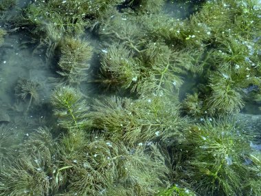Ceratophyllum demersum veya hornwort Realistik görüntü