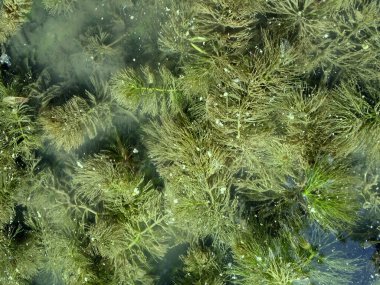 Ceratophyllum demersum veya hornwort Realistik görüntü