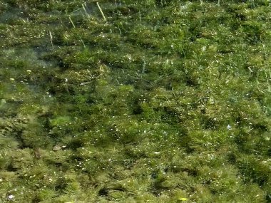 Ceratophyllum demersum veya hornwort Realistik görüntü