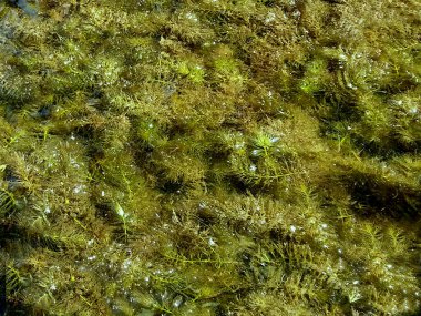 Ceratophyllum demersum veya hornwort Realistik görüntü
