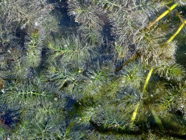 Ceratophyllum demersum veya hornwort Realistik görüntü