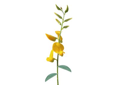 Crotalaria juncea ya da çiçek ve tomurcuklu Sunn keneviri bitkisi beyaz arka planda izole edilmiş.