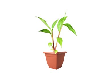 Hedychium spicatum veya dikenli zencefilli zambak tohumu beyaz arka planda izole edilmiş.