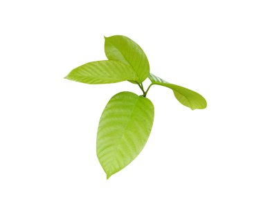 Beyaz arkaplanda izole edilmiş Shorea robusta ya da sal ağacı yeşil yaprakları