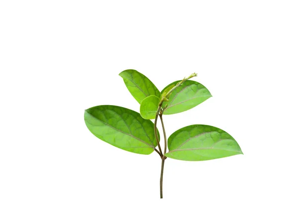 Beyaz arka planda yeşil yapraklı spor salonu ya da inek bitkisi