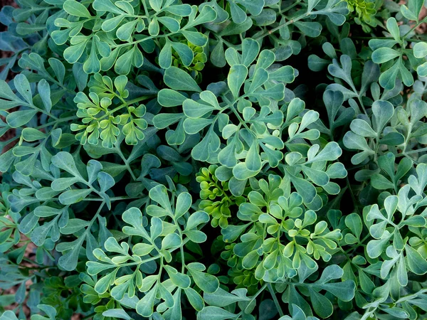 Ruta mezar kazar ya da yeşil yeşil bitki resmi