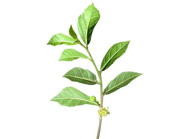 Streblus asper ya da Siyam kaba çalısı yaprağı beyaz arkaplanda izole edilmiş.