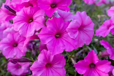 Canlı pembe petunya çiçeklerinin tam çiçek açtığı yakın plan. Yumuşak yapraklar ve doğal dokular bahar, yaz, bahçe ve doğa temalı kavramlar için mükemmel bir çiçek arkaplanı oluşturur..