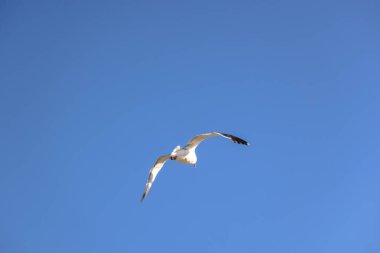 Kanatları açık bir şekilde süzülen martı mavi gökyüzüne karşı özgürlüğün ve doğanın hareketini simgeliyor..
