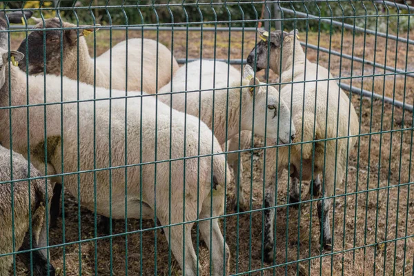 Sarı kulak lekeli bir kalemdeki aile içi koçlar