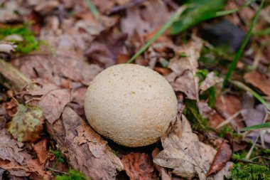 Sert derili puffballs (Sclerodermataceae), kabaca küresel şekilli taksonomik mantar ailesi
