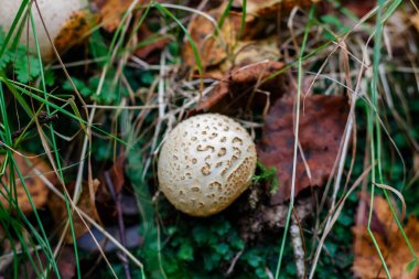 Taxa, genellikle sert derili kabarık toplar olarak bilinen türleri içerir.
