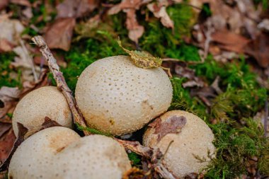 Taxa, genellikle sert derili toplar, toprak topları ya da yer yıldızları olarak bilinen türleri içerir.