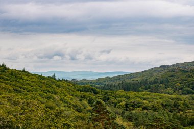 Gökyüzü açık doğa ormanı manzarası