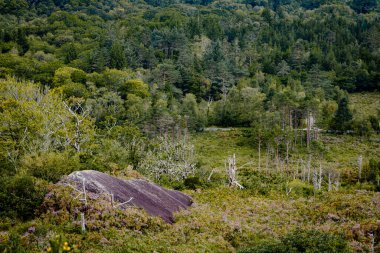 Ormanın yukarısından bakıldığında, uzaklıktan bir asfalt yol görülebilir.