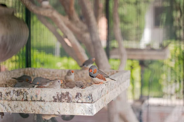 A flock of Zebra Finches sits in a birdhouse, one bird looking at the camera