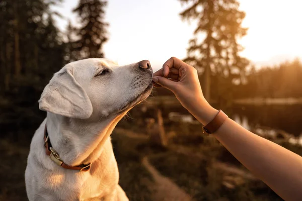 Junge Schöne Labrador Retriever Welpe Frisst Während Des Goldenen Sonnenuntergangs — Stockfoto