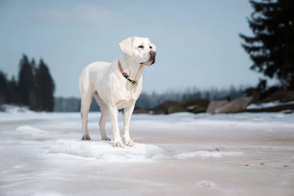 Hermoso Majestuoso Perro Labrador Retriever Blanco Pie Naturaleza Con Nieve —  Fotos de Stock