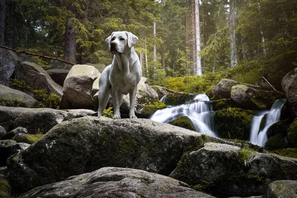 Hermoso Perrito Labrador Retriever Pura Raza Pie Bosque Verde Fron —  Fotos de Stock