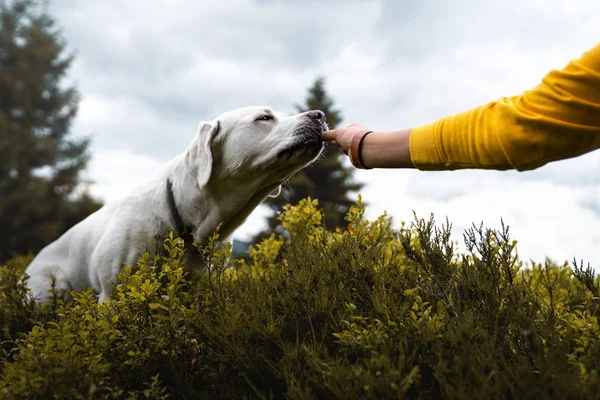 Woman Giving White Labrador Retriever Dog Puppy Some Dog Food — Stock Photo, Image