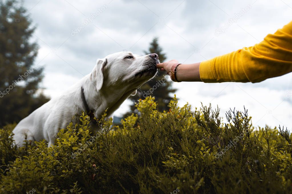 woman giving white labrador retriever dog puppy some dog food in front of forest with cloudy sky