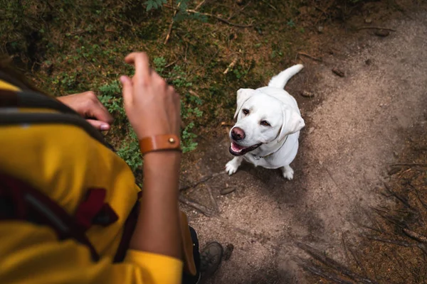 年轻可爱的拉布拉多猎犬狗狗狗坐在森林前的女人与狗食品 — 图库照片