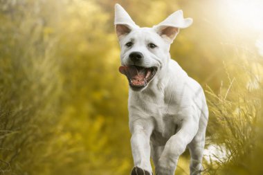 Genç Labrador köpek yavrusu güneş bir çayır dilini dışarı - köpek eylem asılı ile çalışır