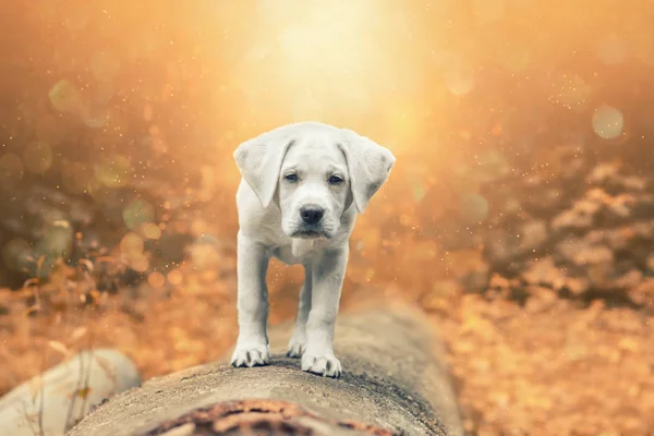 Młode Małe Ładny Pies Lesie Przez Zachód Słońca Labrador Retriever — Zdjęcie stockowe