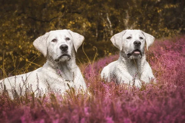 Dwa Cute Little Labrador Pies Szczeniaki Łące Fioletowe Kwiaty — Zdjęcie stockowe