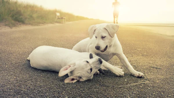Two Cute Labrador Dog Puppies Play Together While Sunset Shore — Stock Photo, Image