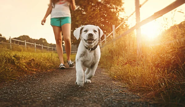 Walk a young woman with dog at sunset next to a paddock - Labrador puppy running with pretty face