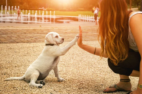 Handshake Woman Dog High Five Teamwork Girl Dog — Stock Photo, Image