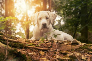 Beyaz labrador yavru köpek günbatımı süre ormandaki