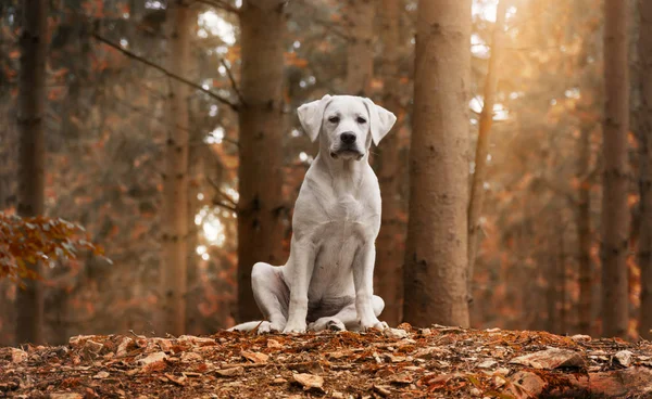 Λευκό Λαμπραντόρ Σκύλος Κάθεται Μέσα Στο Δάσος Μια Φθινοπωρινή Βόλτα — Φωτογραφία Αρχείου