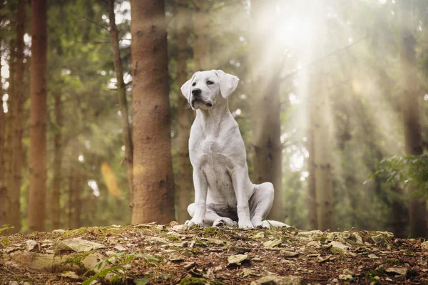 Young Labrador Retriever Dog Forest Sunlight — Stock Photo, Image