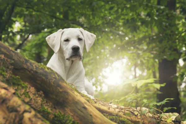 Jonge Witte Labrador Hond Duppy Het Bos Met Warm Zonlicht — Stockfoto