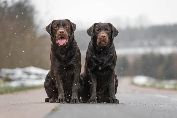 Dwóch Młodych Cute Brązowy Labrador Retriever Psy Szczeniaki Siedzieć Śmieszne — Zdjęcie stockowe