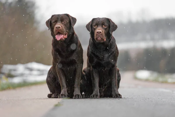 Dwóch Młodych Cute Brązowy Labrador Retriever Psy Szczeniaki Siedzieć Śmieszne — Zdjęcie stockowe