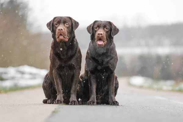 Dwóch Młodych Cute Brązowy Labrador Retriever Psy Szczeniaki Siedzieć Śmieszne — Zdjęcie stockowe