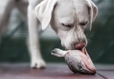 Genç aç beyaz labrador retriever köpek yavrusu kokuyor ve balık kafası yiyor - beslenme köpek maması kusmak
