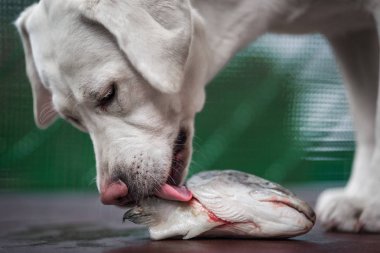 Genç aç beyaz labrador retriever köpek yavrusu kokuyor ve balık kafası yiyor - beslenme köpek maması kusmak