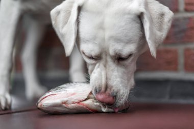 Genç aç beyaz labrador retriever köpek yavrusu kokuyor ve balık kafası yiyor - beslenme köpek maması kusmak
