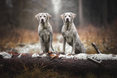 iki beyaz sevimli güzel çamurlu labrador geri almak ormandaki bir ağaç üzerinde duran yavru köpekler