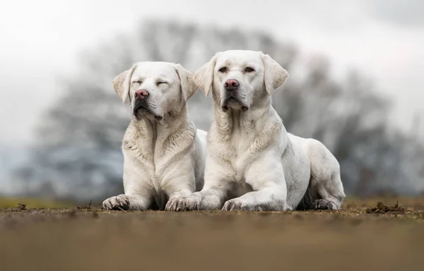 两个可爱的白色拉布拉多猎犬犬狗躺在户外旁边 看起来很漂亮 — 图库照片