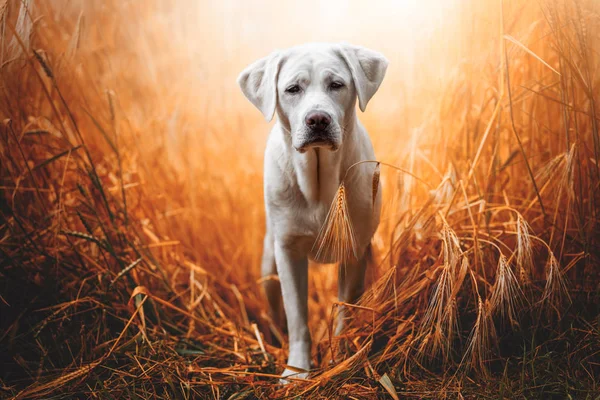 Happy Cute Little Labrador Retriever Dog Puppy Standing Sunshine Field — Stock Photo, Image