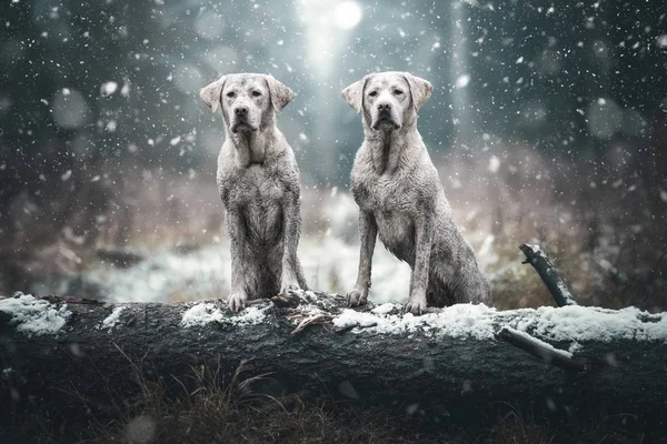 Два Белых Симпатичных Красивых Грязных Лабрадора Ретривер Собак Щенков Стоящих — стоковое фото